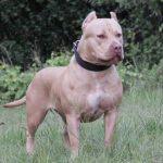 champagne puppies for sale pitbull breeders