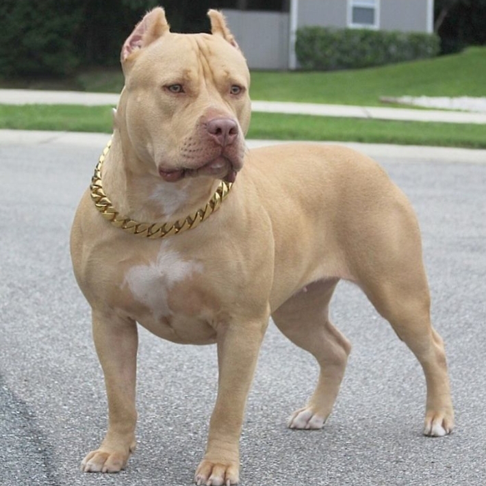 champagne pitbull puppies for sale