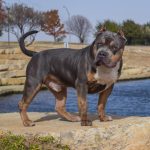 Bossy's kennel blue tri ch kain the future of FSB