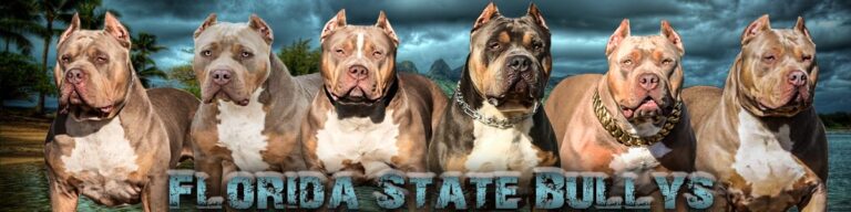 XL AMERICAN BULLY BREEDERS IN FLORIDA Florida State Bullys   FSB WEBSITE HEADER 768x192 