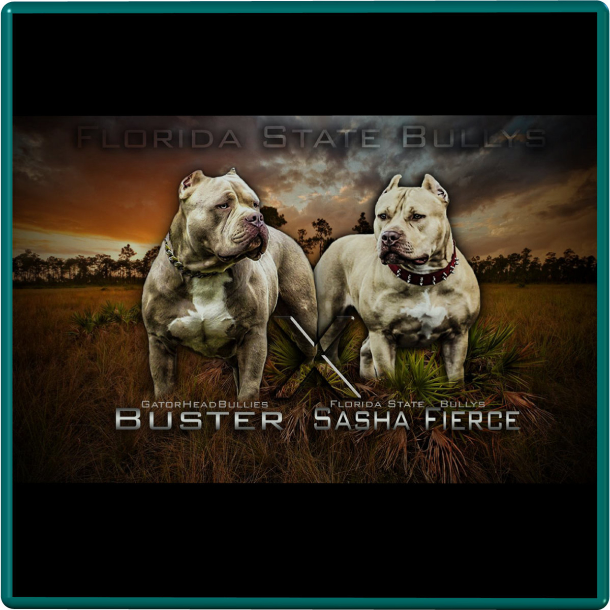 You are currently viewing Gatorhead Bullies Buster & FSB’s Sasha Fierce