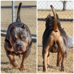 bossy kennels muscled up studs tricolor pitbull