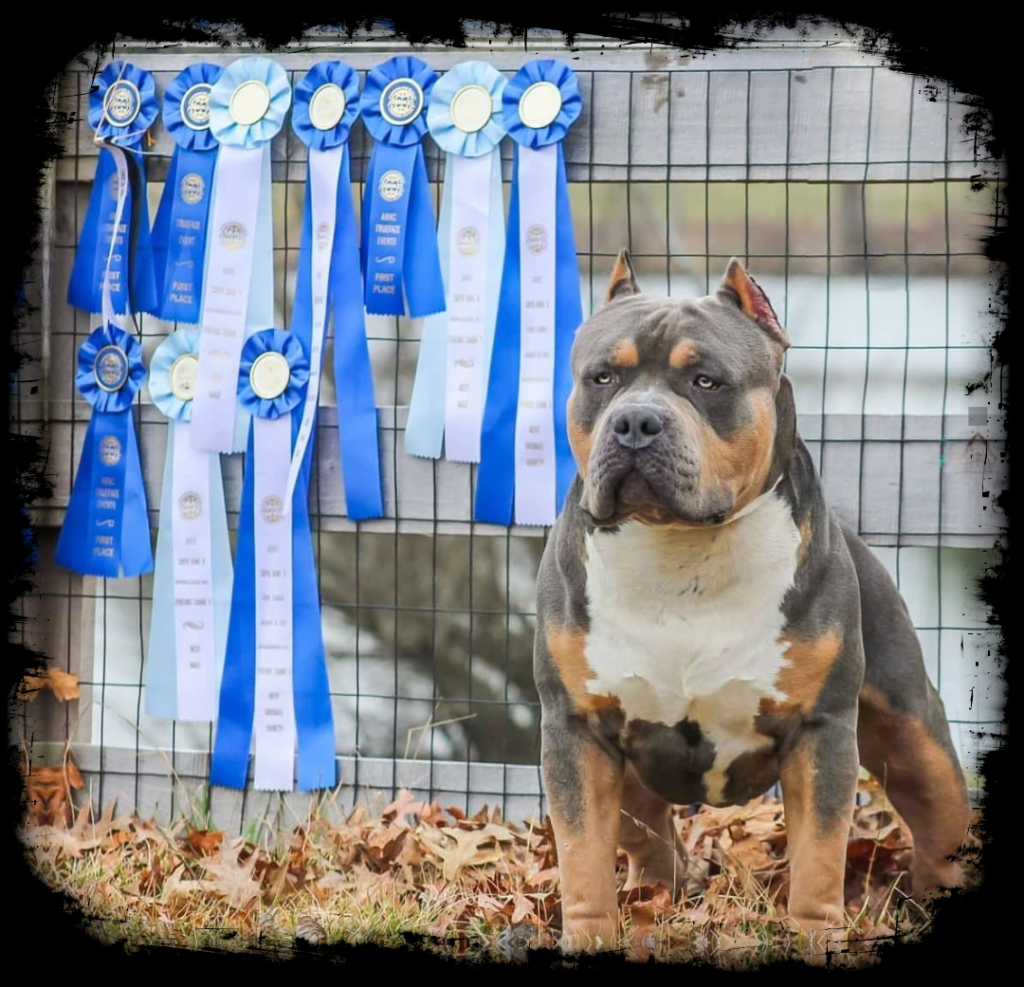 blue xl bully for sale