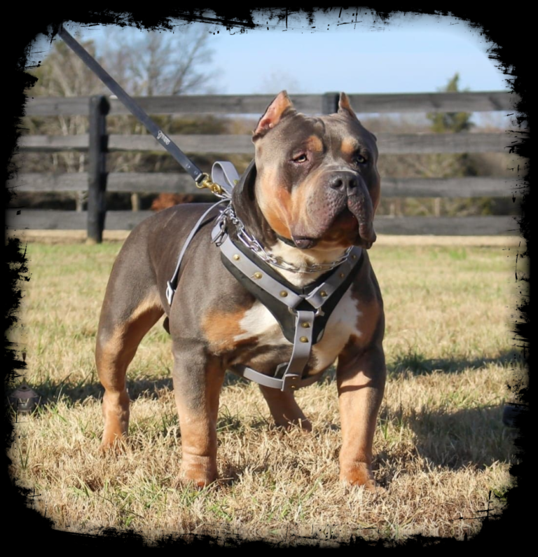 xl-american-bully-breeders-in-florida-florida-state-bullys