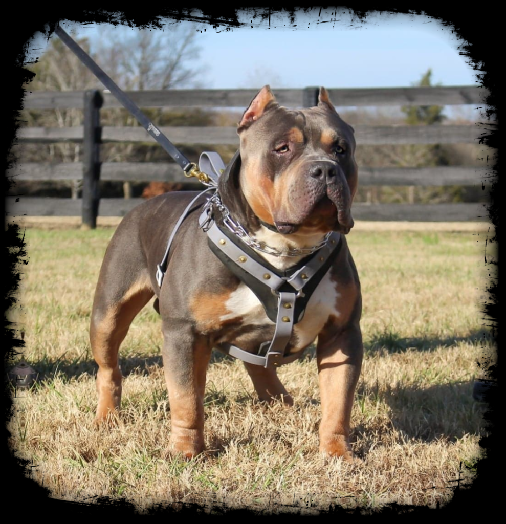 The top 10 XL American Bully bloodlines in 2023 in 2023  American bully,  American bully pitbull, American bully kennels