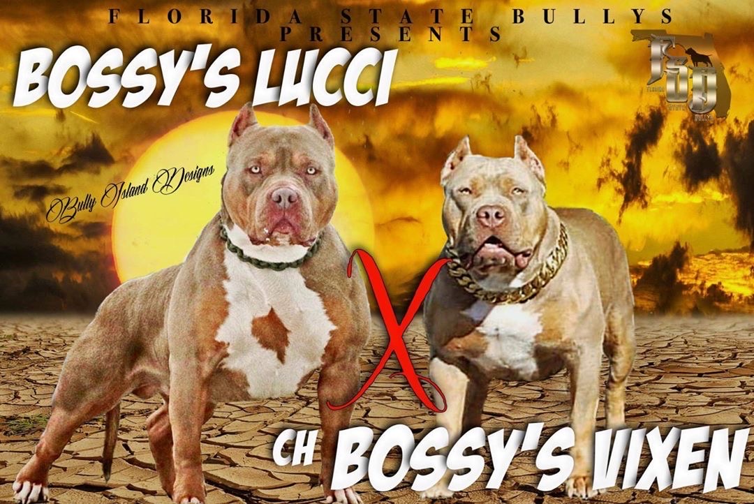 You are currently viewing Bossy’s Lucci & CH Bossy’s Vixen
